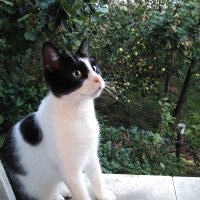 Honor 7A - primjeri fotografija