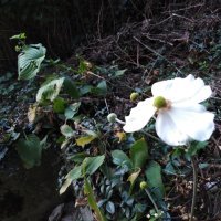 Honor 7A - primjeri fotografija