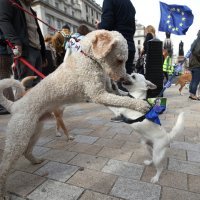 'Psi protiv Brexita' ispred parlamenta kako bi zahtijevali novi referendum o EU