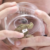 Kanada legalizirala marihuanu