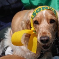 Pristaše desnoga predsjedničkog kandidata Jaira Bolsonara/EPA