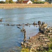Nizak vodostaj rijeke Drave uzrokovao je nakupljanje smeća uz obalu