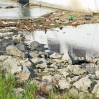 Nizak vodostaj rijeke Drave uzrokovao je nakupljanje smeća uz obalu