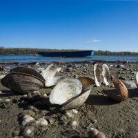 Nizak vodostaj Dunava u pitanje dovodi zaradu na riječnom transportu