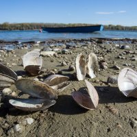 Nizak vodostaj Dunava u pitanje dovodi zaradu na riječnom transportu