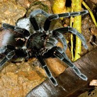 Pauk ptičar ili tarantula