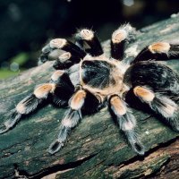 Pauk ptičar ili tarantula