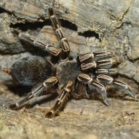 Pauk ptičar ili tarantula