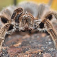 Pauk ptičar ili tarantula