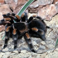 Pauk ptičar ili tarantula