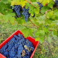 Seljačko domaćinstvo Čulig