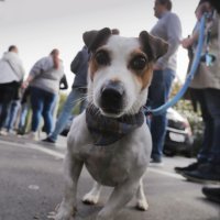 Gužve za ulaznice Dinamo - Spartak