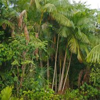 Amazona - prašuma u Brazilu
