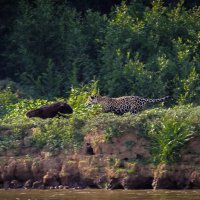 Amazona - prašuma u Brazilu