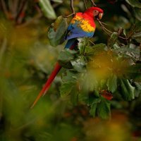 Amazona - prašuma u Brazilu