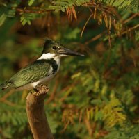 Amazona - prašuma u Brazilu