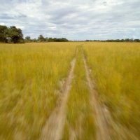 Borealske šume u Kanadi