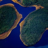 Borealske šume u Kanadi