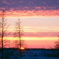 Borealske šume u Kanadi