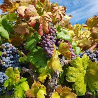 Pelješac Mali plavac