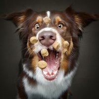 Urnebesne pseće njuške