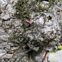 Honor Play - primjeri fotografija