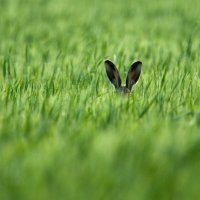 Najsmješnije divlje životinje