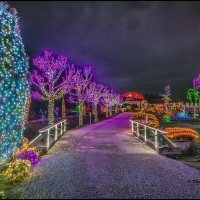 Noviteti obitelji Salaj