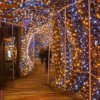 Noviteti obitelji Salaj