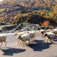 Paula Brečak - Gruzija