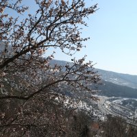 Bademi