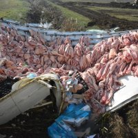 Na autocesti A3 prevrnuo se kamion pun svinjskih polovica