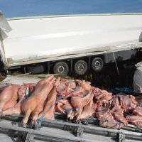 Na autocesti A3 prevrnuo se kamion pun svinjskih polovica