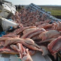 Na autocesti A3 prevrnuo se kamion pun svinjskih polovica