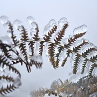 Oštrik goli Caldesia parnassifolia
