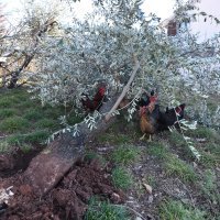 Snažni udar bure oštetio je nekoliko krovova na obiteljskim kućama u Posedarju