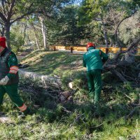 Bura rušila borove na splitskom Marjanu