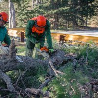Bura rušila borove na splitskom Marjanu
