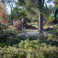 Bura rušila borove na splitskom Marjanu
