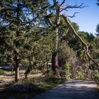 Bura rušila borove na splitskom Marjanu