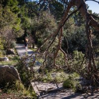 Bura rušila borove na splitskom Marjanu