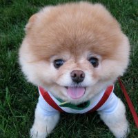 Boo, najslađi pas na svijetu