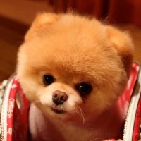 Boo, najslađi pas na svijetu