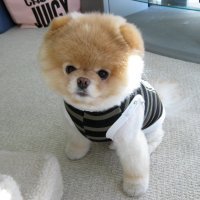 Boo, najslađi pas na svijetu