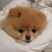 Boo, najslađi pas na svijetu