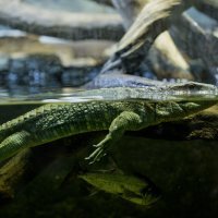 Egzotična zima - krokodilski tegu gušter