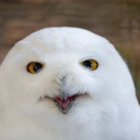 Egzotična zima - snježna sova