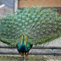 Egzotična zima - paun