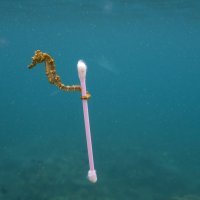 HofmanSeahorse__DSC8242