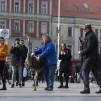 Noj Francelj i njegov vlasnik Janez